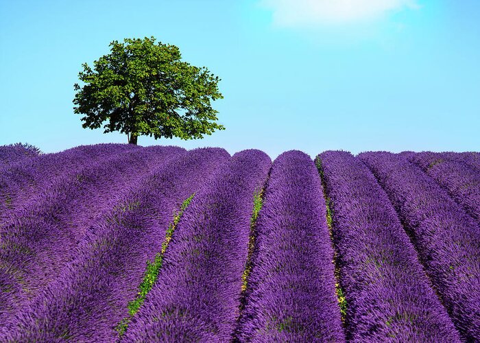 Lavender Greeting Card featuring the photograph Lavender and lonely tree uphill. Provence, France #1 by Stefano Orazzini