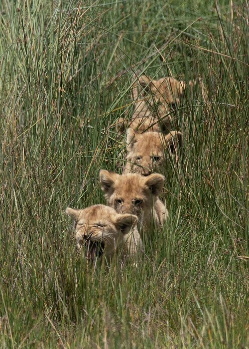 Lion Greeting Card featuring the photograph Single File #1 by Patrick Nowotny
