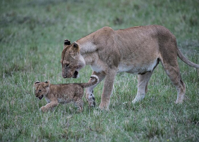Africa Greeting Card featuring the photograph Lioness and cub #1 by Steve Somerville