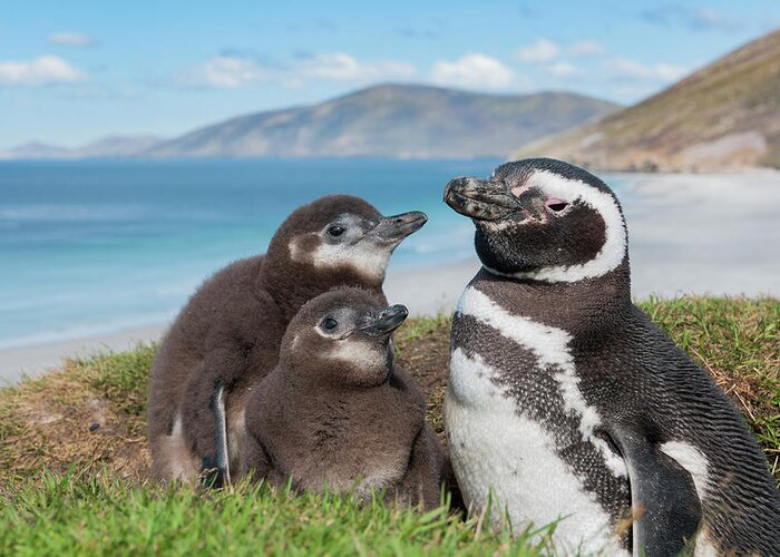 Animal In Habitat Greeting Card featuring the photograph Magellanic Penguin And Chicks #1 by Tui De Roy