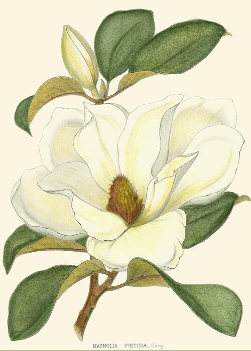Landscapes & Seascapes Greeting Card featuring the painting Magnolia by John Silva