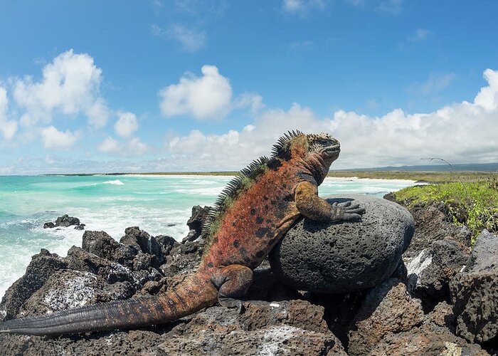 Animals Greeting Card featuring the photograph Marine Iguana Basking, Tortuga Bay #1 by Tui De Roy
