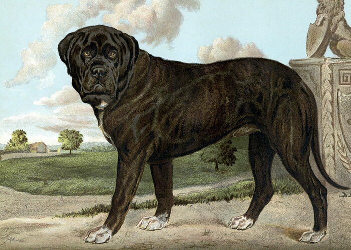 Kennels Greeting Card featuring the painting Mastiff #1 by Vero Shaw