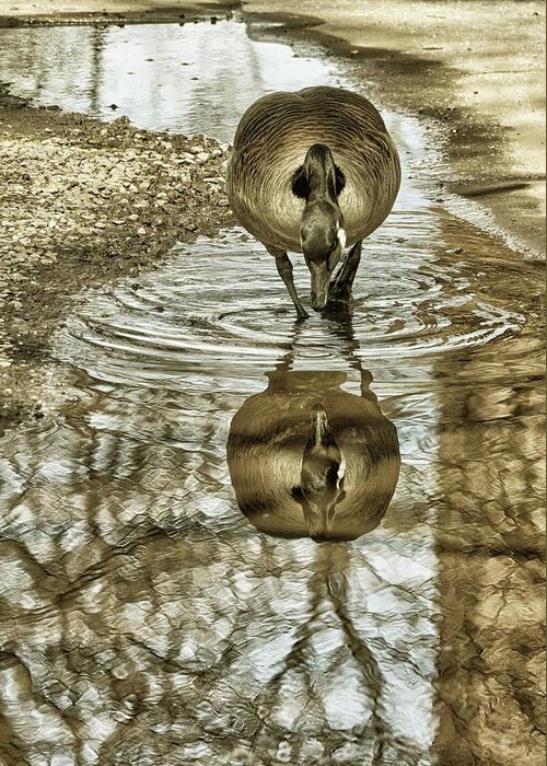 Geese Greeting Card featuring the photograph Mirror Mirror by Cate Franklyn