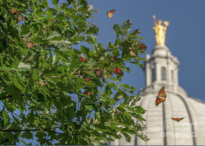 Monarchs Greeting Card featuring the photograph Monarchs Migrating Through Madison by Amfmgirl Photography