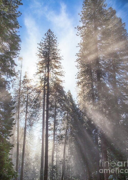 Yosemite Greeting Card featuring the photograph Morning Light #1 by Anthony Michael Bonafede