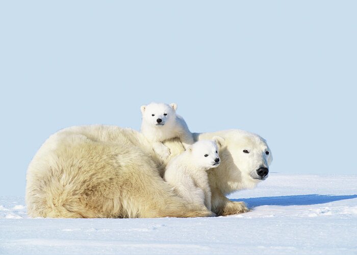 Bear Cub Greeting Card featuring the photograph Mother Polar Bear With Cubs, Canada by Art Wolfe
