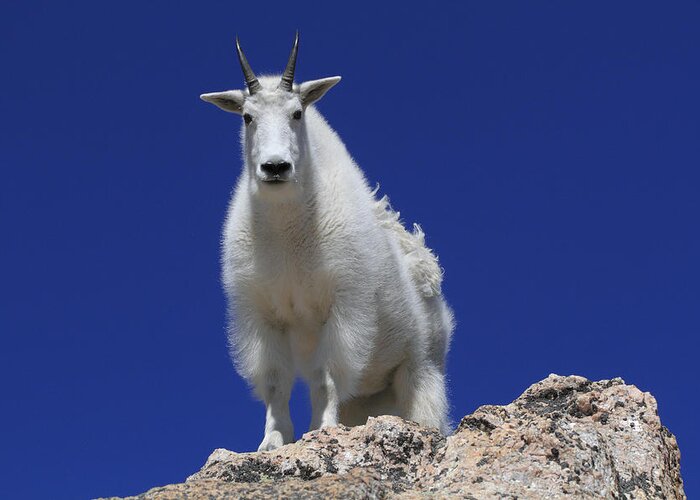 Clear Sky Greeting Card featuring the photograph Mountain Goat Oreamnos Americanus #1 by John Kieffer