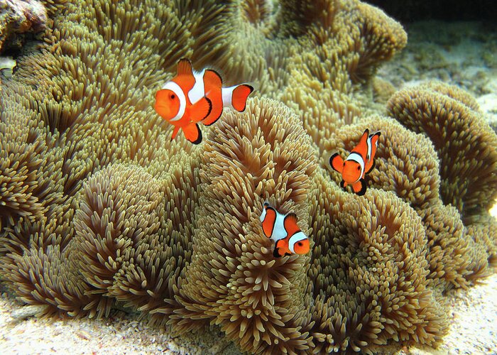 Underwater Greeting Card featuring the photograph Nemo Family #1 by Vuk8691