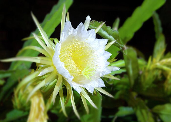 Nightblooming Cereus Greeting Card featuring the photograph Nightblooming Cereus #1 by David L Moore