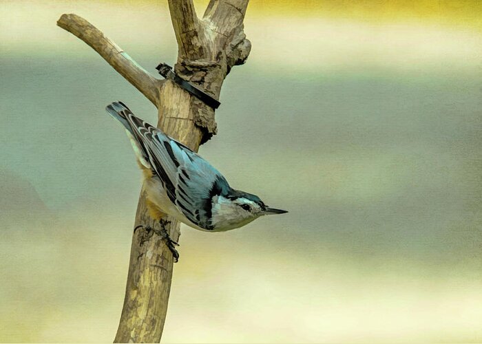 Songbird Greeting Card featuring the photograph Nuthatch by Cathy Kovarik