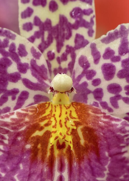 Flower Greeting Card featuring the photograph Orchid #1 by Minnie Gallman