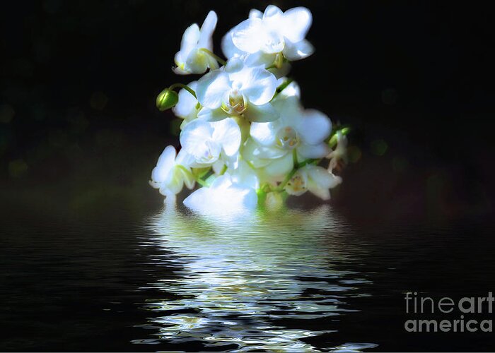 Orchids Greeting Card featuring the photograph Orchid Reflection #1 by Elaine Manley