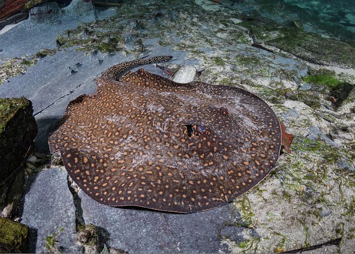 Animal Greeting Card featuring the photograph Parana Freshwater Stingray Resting On Riverbed, Rio Triste #1 by Andy Murch / Naturepl.com
