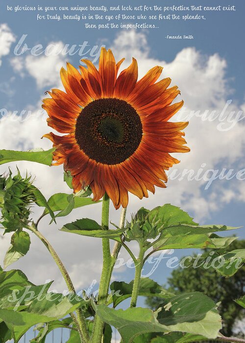 Be Glorious In Your Own Unique Beauty Greeting Card featuring the photograph Perfection In The Eye Of The Beholder #1 by Amanda Smith