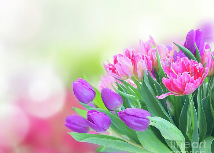 Tulips Greeting Card featuring the photograph Mauve Affair by Anastasy Yarmolovich