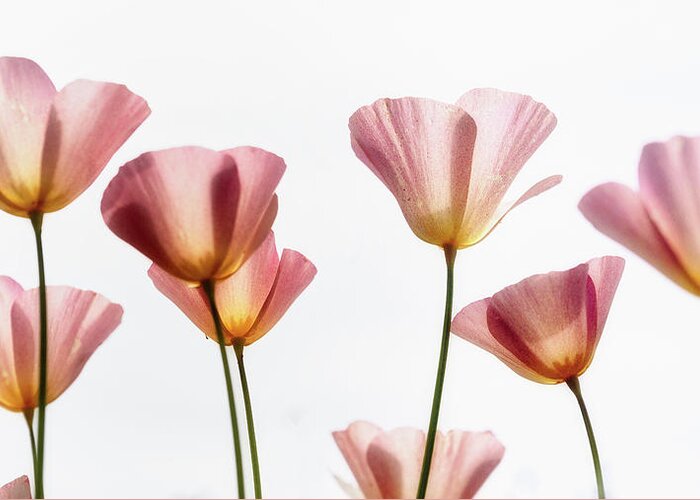 Pink Poppies Greeting Card featuring the photograph PINK Poppies #1 by Saija Lehtonen