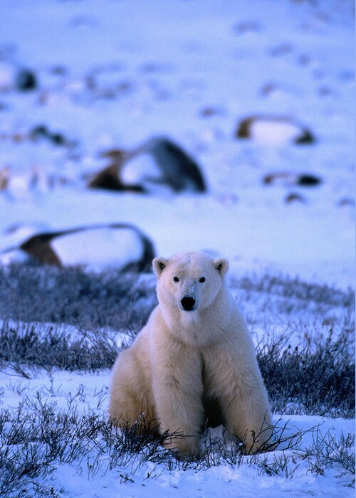Snow Greeting Card featuring the photograph Polar Bear Ursus Maritimus #1 by Mark Newman