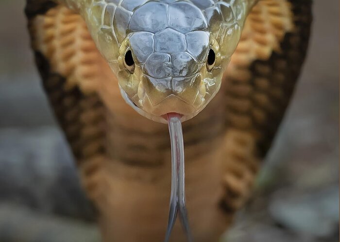 Snake Greeting Card featuring the photograph Ready To Attack #1 by Tantoyensen