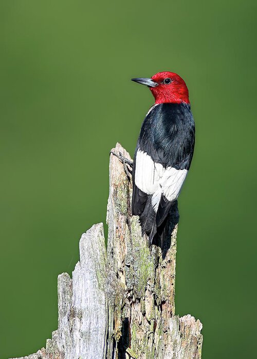 Red Headed Woodpecker Greeting Card featuring the photograph Red Headed Woodpecker #1 by Daniel Behm
