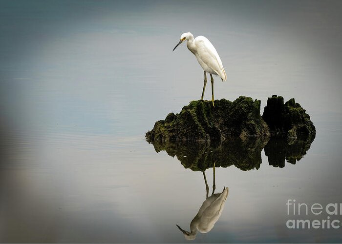 Snowy Egret Greeting Card featuring the photograph Reflection #1 by Sam Rino