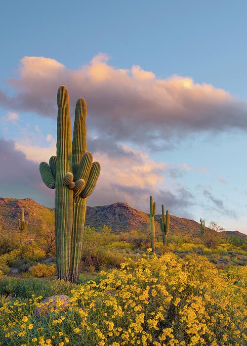 00568202 Greeting Card featuring the photograph Saguaro And Brittlebush In Spring, White Tank Mountains, Arizona #1 by Tim Fitzharris