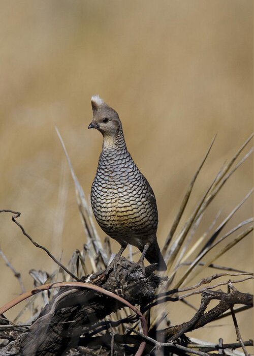 America Greeting Card featuring the photograph Scaled Quail #1 by James Zipp