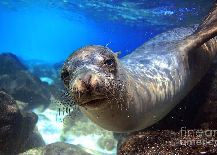 Beauty Greeting Card featuring the photograph Sea Lion Swimming Underwater In Tidal by Longjourneys