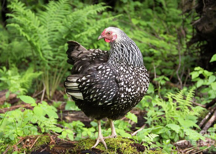 Wyandotte Greeting Card featuring the photograph Silver Laced Wyandotte Hen by Jeannette Hunt