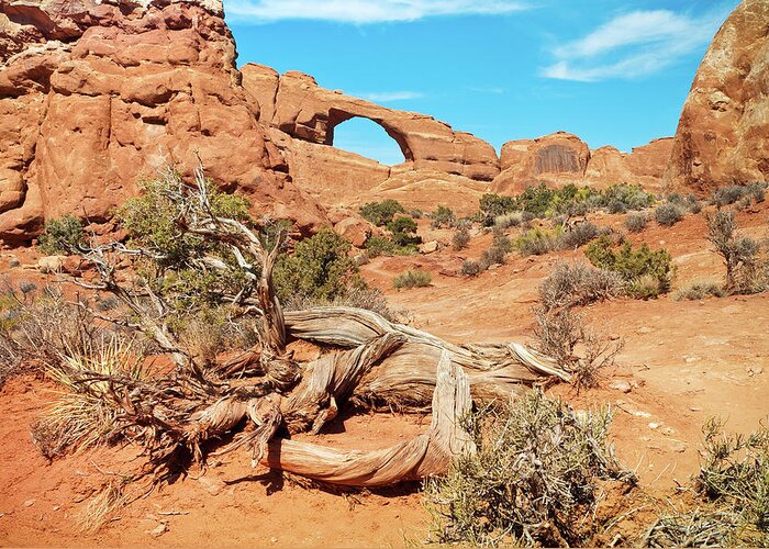 Cedar Tree Greeting Card featuring the photograph Skyline Arch, Arches National Park #1 by Fotomonkee