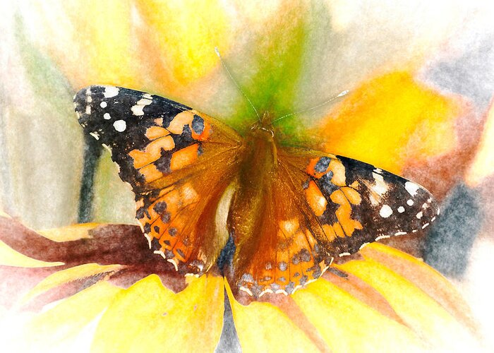 Cosmopolitan Greeting Card featuring the photograph Soft Painted Lady Butterfly Chalk by Don Northup