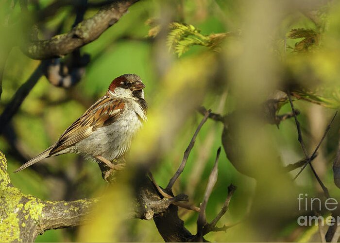 Mediterranean Sea Greeting Card featuring the photograph Spanish Sparrow Percehd on a Tree #1 by Pablo Avanzini