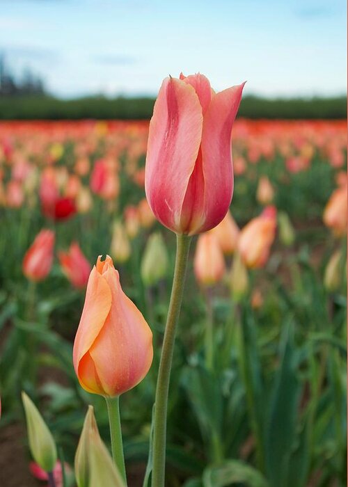 Tulip Greeting Card featuring the photograph Standing Tall #1 by Brian Eberly