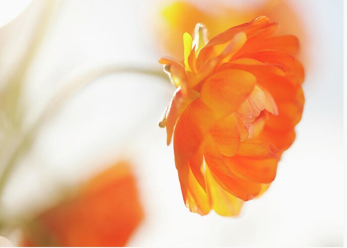 Orange Color Greeting Card featuring the photograph Studio Shot Of Orange Ranunculus #1 by Tetra Images
