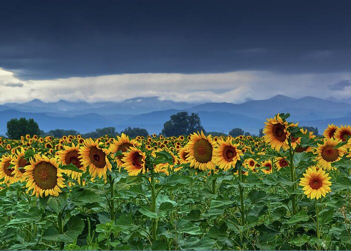 Colorado Greeting Card featuring the photograph Sunflowers Under A Stormy Sky by John De Bord