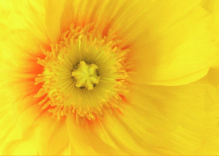Iceland Poppy Greeting Card featuring the photograph Sunshine #2 by Patty Colabuono