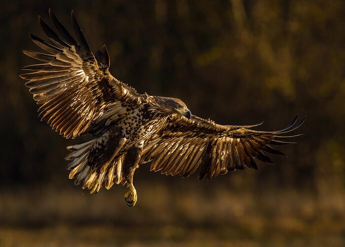 Animal Greeting Card featuring the photograph The White-tailed Eagle, Haliaeetus Albicilla #1 by Petr Simon