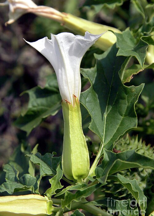 Datura Stramonium Greeting Card featuring the photograph Thorn Apple (datura Stramonium) #1 by Dr Keith Wheeler/science Photo Library