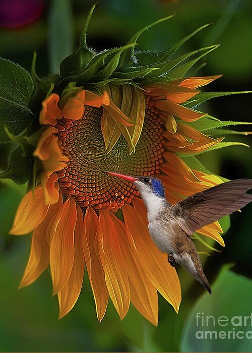 Sunflower Greeting Card featuring the photograph Together Again #1 by John Kolenberg