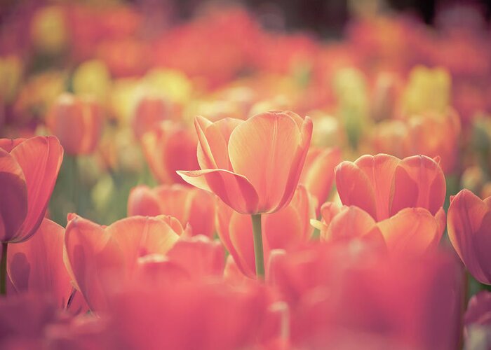 Outdoors Greeting Card featuring the photograph Tulips #1 by Pan Hong