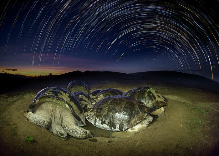 Animal Greeting Card featuring the photograph Volcan Alcedo Tortoises And Star Trails by Tui De Roy
