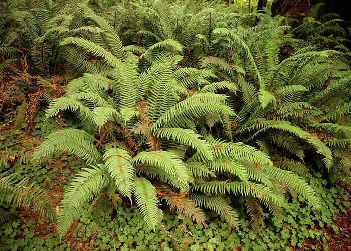Crescent Greeting Card featuring the photograph Western Sword ferns in the undergrowth of redwood forest #1 by Steve Estvanik