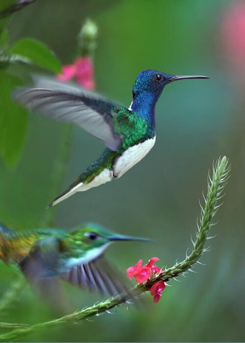 00557681 Greeting Card featuring the photograph White-necked Jacobin And Golden-tailed Sapphire, Trinidad #1 by Tim Fitzharris