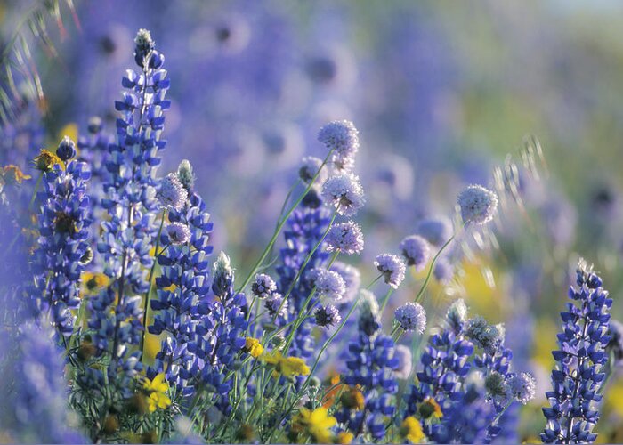 Lupine Greeting Card featuring the photograph Wildflowers In A Field, Gorman #1 by Mike Hill