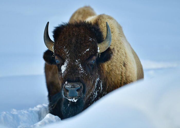 Bison Greeting Card featuring the photograph Winter Bison #1 by Surjanto Suradji
