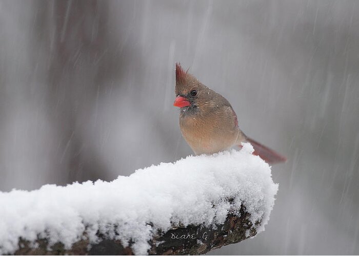 Winter Female Cardinal Greeting Card featuring the photograph Winter Female Cardinal #1 by Diane Giurco