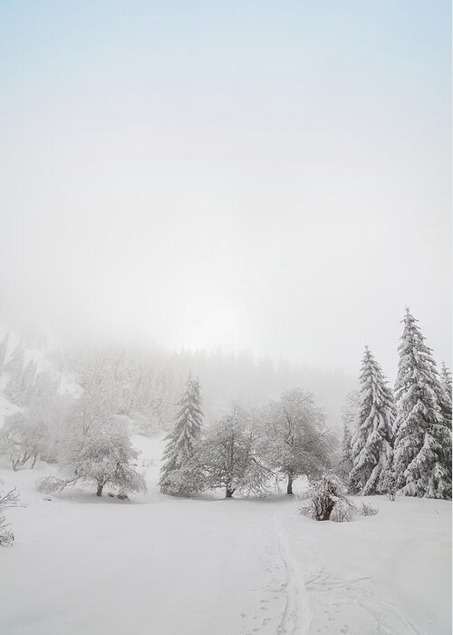 Scenics Greeting Card featuring the photograph Winter Landscape With Snow And Trees #1 by Mmac72