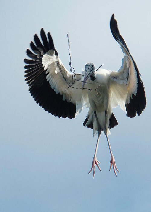 Alligator Farm Greeting Card featuring the photograph Woodstork Nesting #1 by Donald Brown