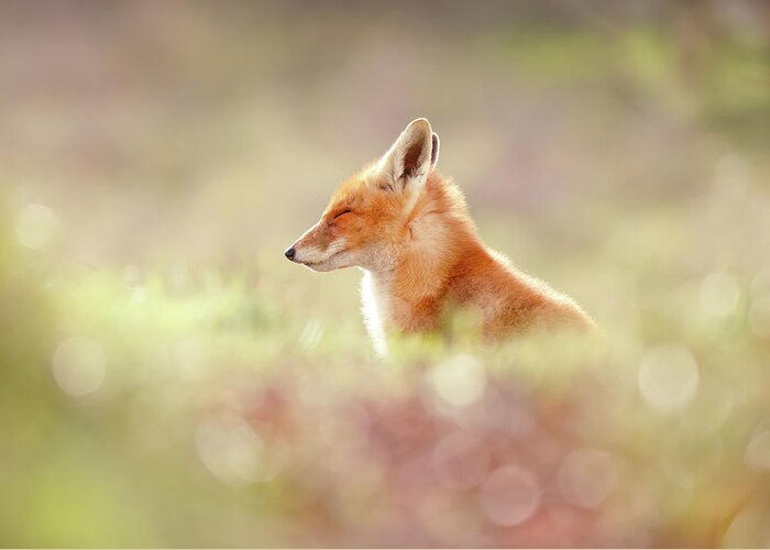 Nature Greeting Card featuring the photograph Zen Fox Series - Just Happy #1 by Roeselien Raimond