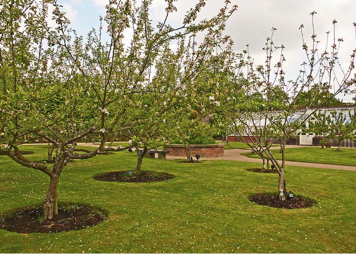 Chorley Greeting Card featuring the photograph 11/05/19 CHORLEY. Astley Hall. Walled Garden. The Orchard. by Lachlan Main